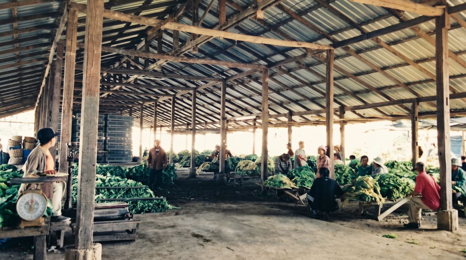 Workers sorting tobacco leaf in an open hall